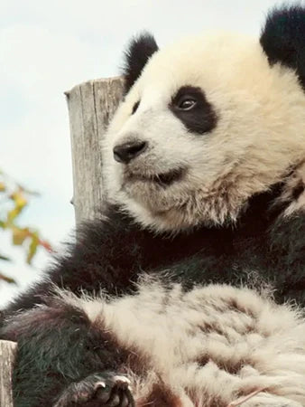 Panda Encounters
